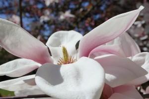 weiss-rosa magnolienblüte mit stempel